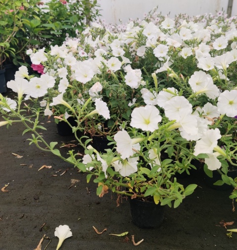 Sadzonki Supertunia Vista® - Snowdrift Sadzonki Supertunia Vista® - Snowdrift