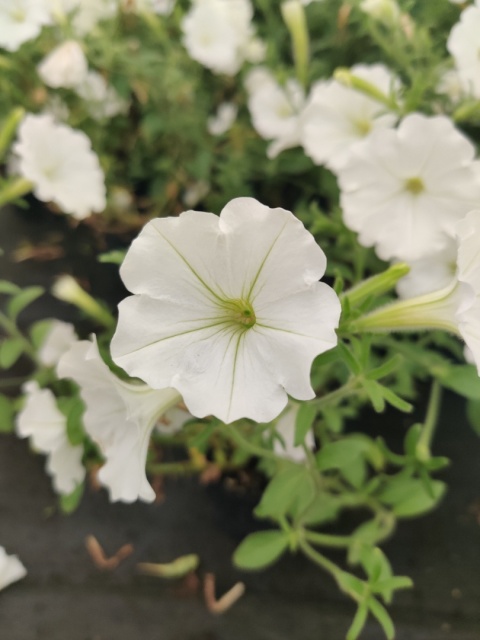 Sadzonki Supertunia Vista® - Snowdrift Sadzonki Supertunia Vista® - Snowdrift