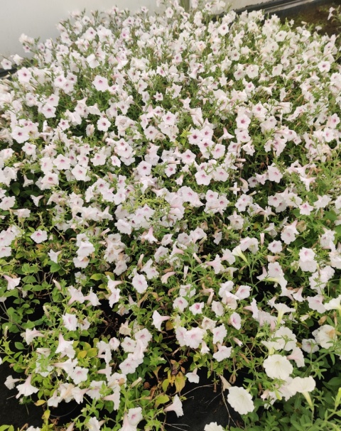 Sadzonki Supertunia Vista® - Silverbeery Sadzonki Supertunia Vista® - Silverbeery