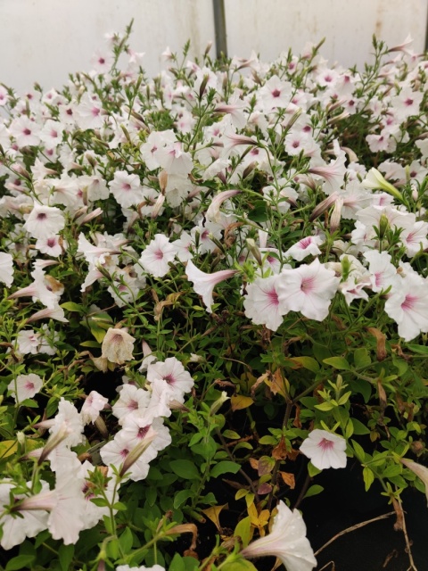 Sadzonki Supertunia Vista® - Silverberry Sadzonki Supertunia Vista® - Silverberry