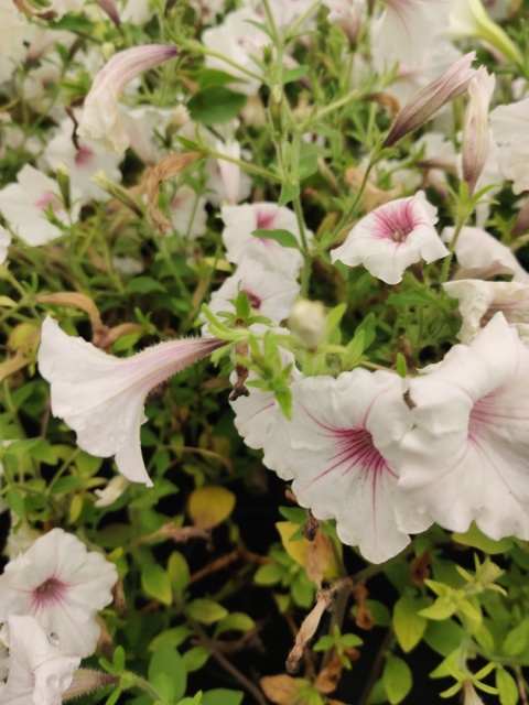 Sadzonki Supertunia Vista® - Silverberry Sadzonki Supertunia Vista® - Silverberry