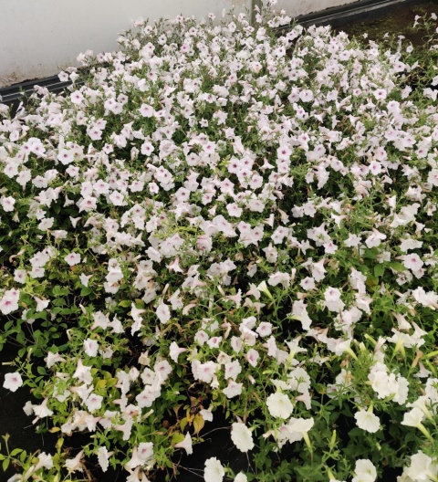 Sadzonki Supertunia Vista® - Silverberry Sadzonki Supertunia Vista® - Silverberry
