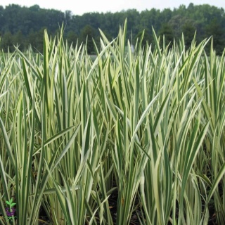 Tatarak Variegatus