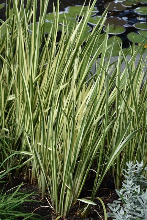 Tatarak Variegatus
