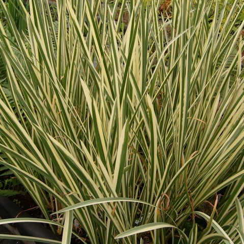 Tatarak Variegatus