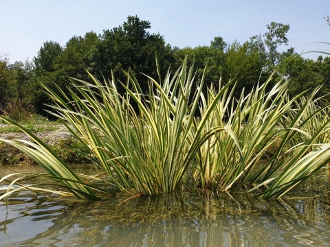 Tatarak Variegatus