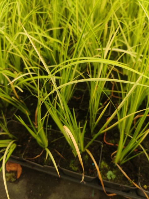 Sadzonki Tatarak Variegatus