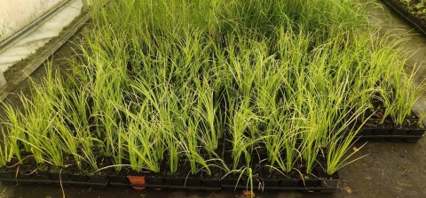 Sadzonki Tatarak Variegatus