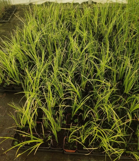 Sadzonki Tatarak Variegatus
