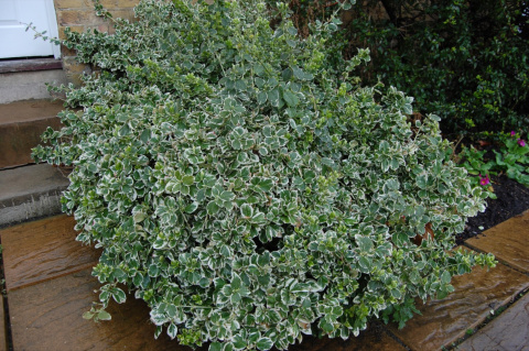 Trzmielina Fortune’a 'Emerald Gaiety' Trzmielina Fortune’a 'Emerald Gaiety'
