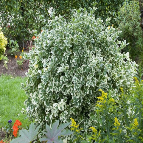 Trzmielina Fortune’a 'Emerald Gaiety' Trzmielina Fortune’a 'Emerald Gaiety'