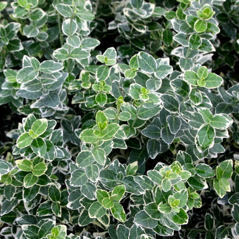 Trzmielina Fortune’a 'Emerald Gaiety' Trzmielina Fortune’a 'Emerald Gaiety'