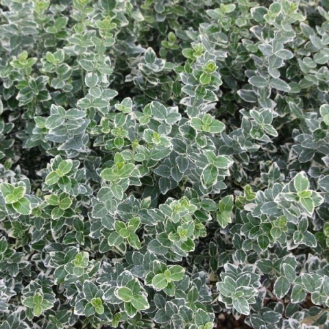 Trzmielina Fortune’a 'Emerald Gaiety' Trzmielina Fortune’a 'Emerald Gaiety'