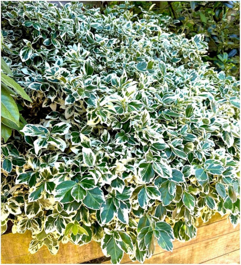Trzmielina Fortune’a 'Emerald Gaiety' Trzmielina Fortune’a 'Emerald Gaiety'
