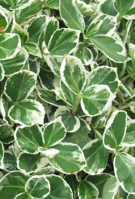 Trzmielina Fortune’a 'Emerald Gaiety'