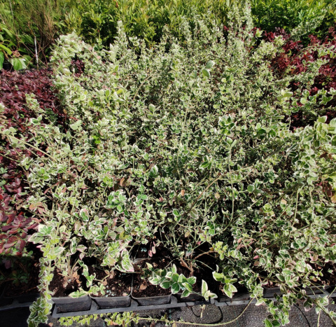Sadzonki Trzmielina Fortune’a 'Emerald Gaiety'