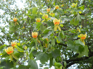 Tulipanowiec amerykański