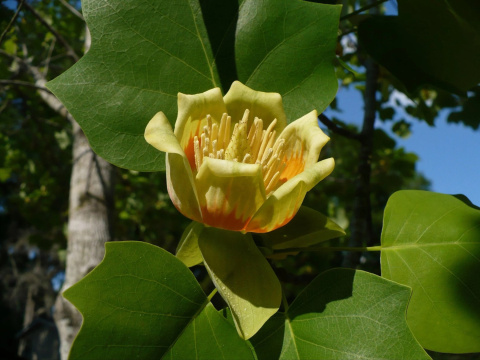 Tulipanowiec amerykański Tulipanowiec amerykański