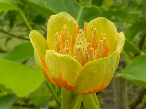 Tulipanowiec amerykański Tulipanowiec amerykański
