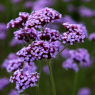 Werbena patagońska ‘Violet Blue’