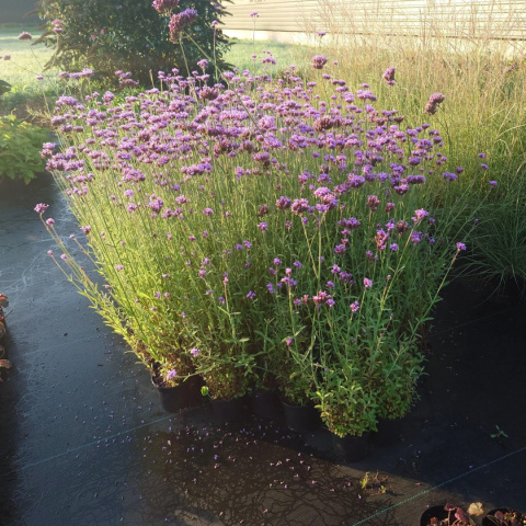 Werbena patagońska ‘Violet Blue’ Werbena patagońska ‘Violet Blue’