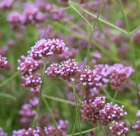 Werbena patagońska ‘Violet Blue’ Werbena patagońska ‘Violet Blue’