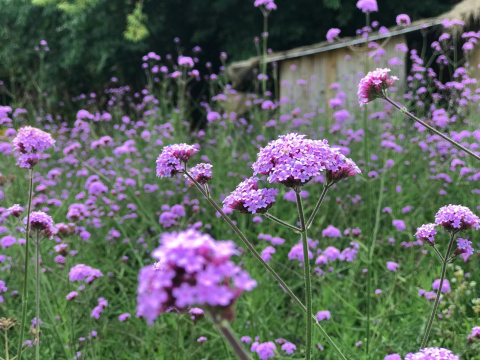 Werbena patagońska ‘Violet Blue’ Werbena patagońska ‘Violet Blue’