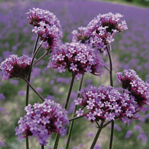 Werbena patagońska ‘Violet Blue’