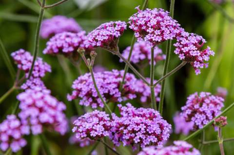 Werbena patagońska ‘Violet Blue’
