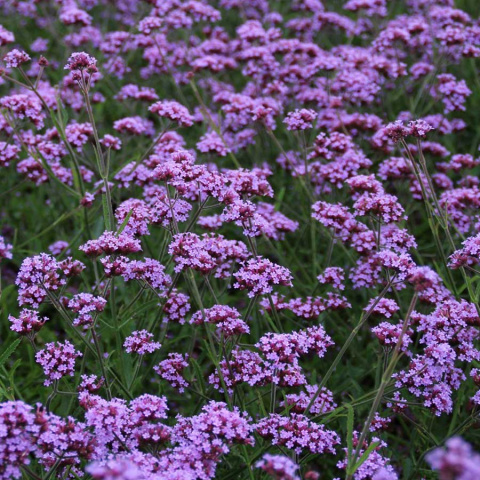 Werbena patagońska ‘Violet Blue’
