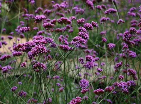 Werbena patagońska ‘Violet Blue’Werbena patagońska ‘Violet Blue’