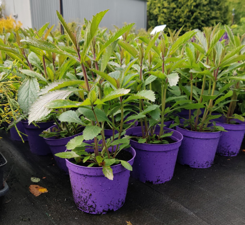 Sadzonki Werbena patagońska ‘Violet Blue’