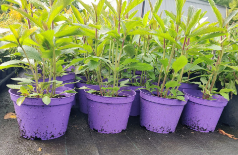Sadzonki Werbena patagońska ‘Violet Blue’