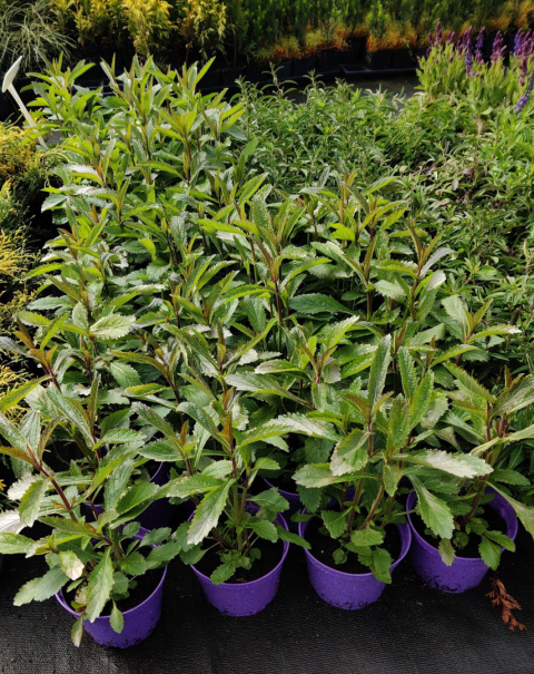 Sadzonki Werbena patagońska ‘Violet Blue’