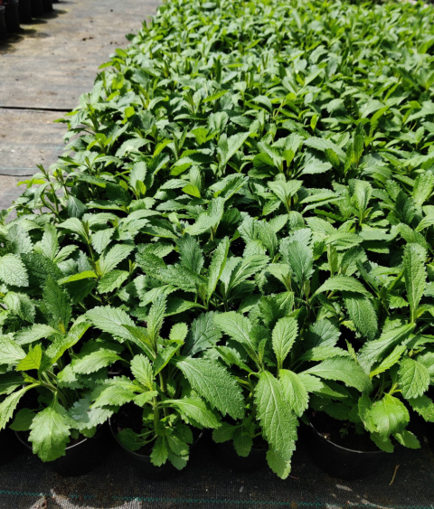 Sadzonki Werbena patagońska ‘Violet Blue’ Sadzonki Werbena patagońska ‘Violet Blue’