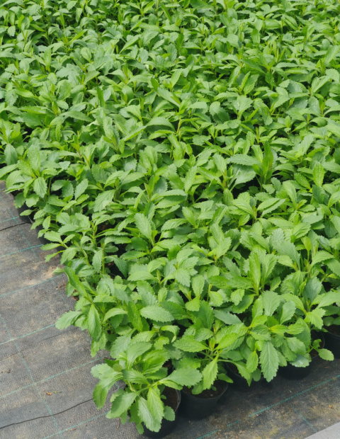 Sadzonki Werbena patagońska ‘Violet Blue’ Sadzonki Werbena patagońska ‘Violet Blue’