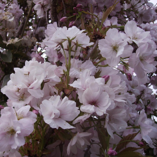 Wiśnia piłkowana 'Amanogawa'
