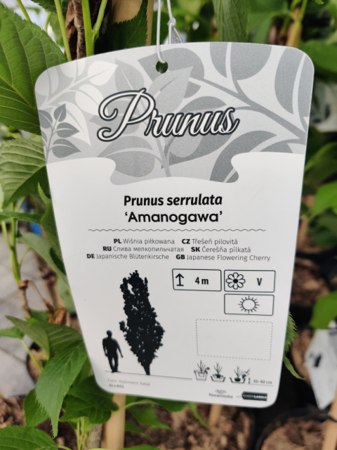 Sadzonki Wiśnia piłkowana 'Amanogawa'