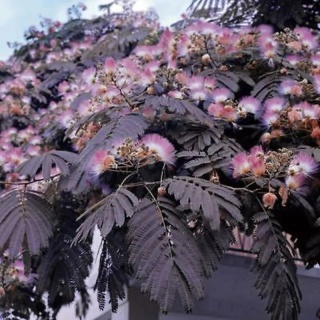 Albicja jedwabista 'Summer Chocolate'
