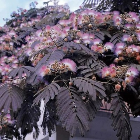 Albicja jedwabista 'Summer Chocolate'