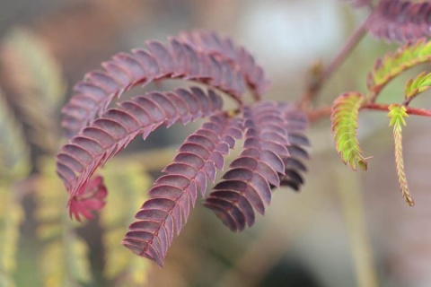 Albicja jedwabista 'Summer Chocolate'