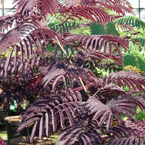 Albicja jedwabista 'Summer Chocolate'