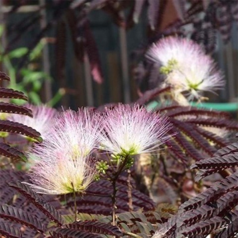 Albicja jedwabista 'Summer Chocolate'