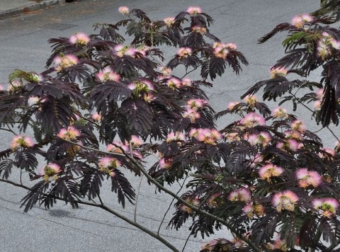 Albicja jedwabista 'Summer Chocolate'