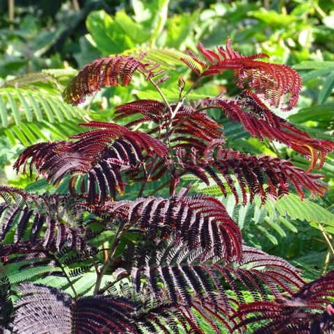 Albicja jedwabista 'Summer Chocolate'