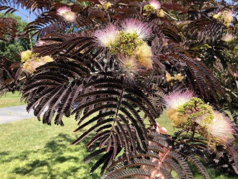 Albicja jedwabista 'Summer Chocolate'