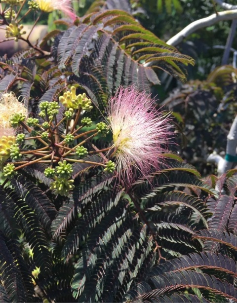 Albicja jedwabista 'Summer Chocolate'