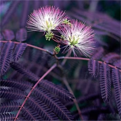 Albicja jedwabista 'Summer Chocolate'