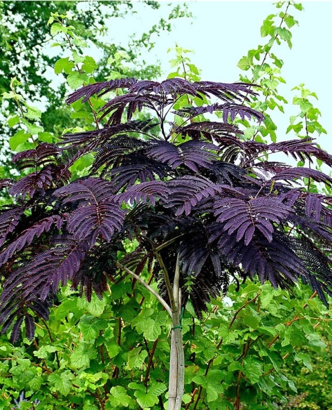 Albicja jedwabista 'Summer Chocolate'