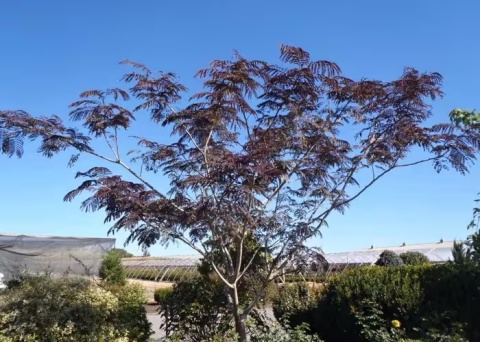 Albicja jedwabista 'Summer Chocolate'